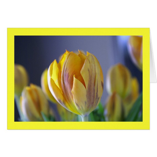 Tulipe jaune (Devant horizontal)