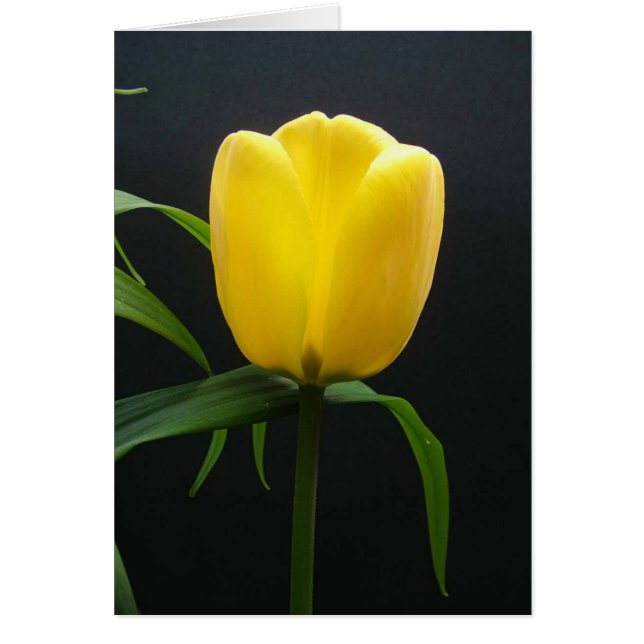 Tulipe jaune simple fleur (Devant)