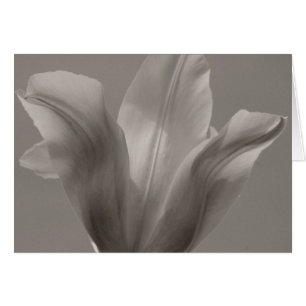 Tulipe noir et blanc