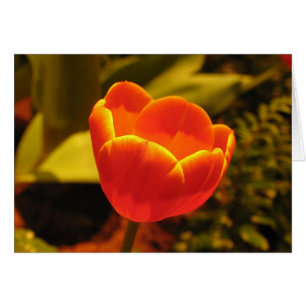 Tulipe orange