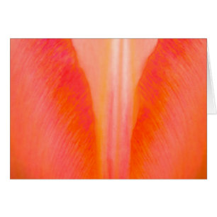 Tulipe orange