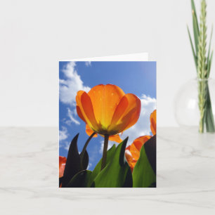 Tulipe orange, Ciel bleu