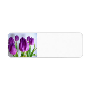 Tulipe pourpre