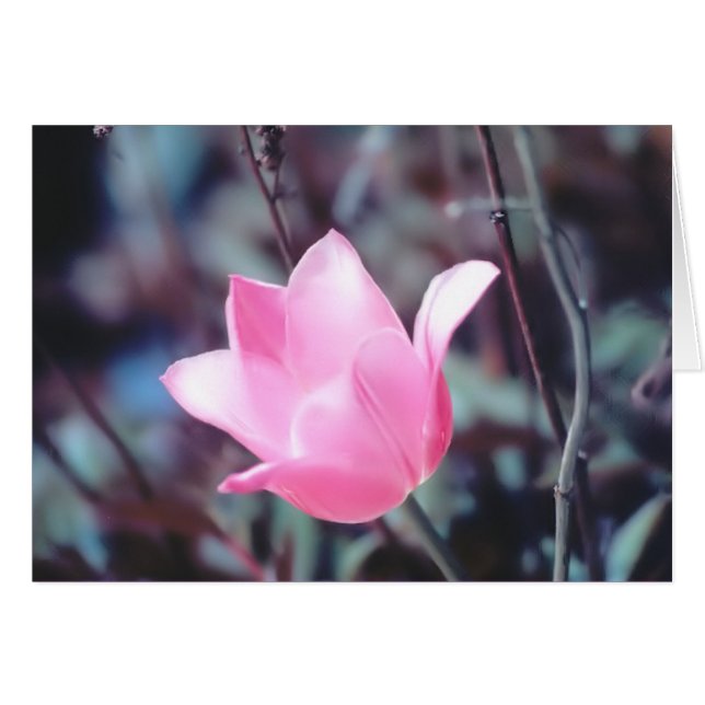 tulipe rose (Devant horizontal)