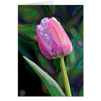 Tulipe rose augmentée