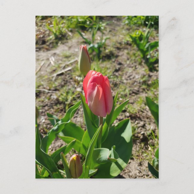Tulipe rose dans la carte postale du parc (Devant)