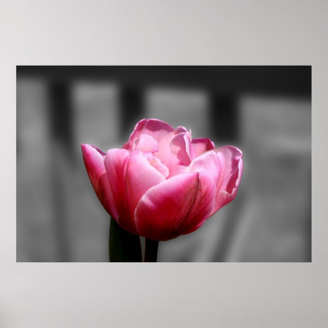 Tulipe rose noir et blanc affiche ou imprimé (Devant)