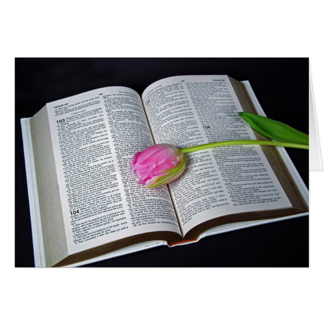 Tulipe rose Sur La Sympathie Biblique (Devant horizontal)
