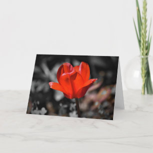 Tulipe rouge, carte