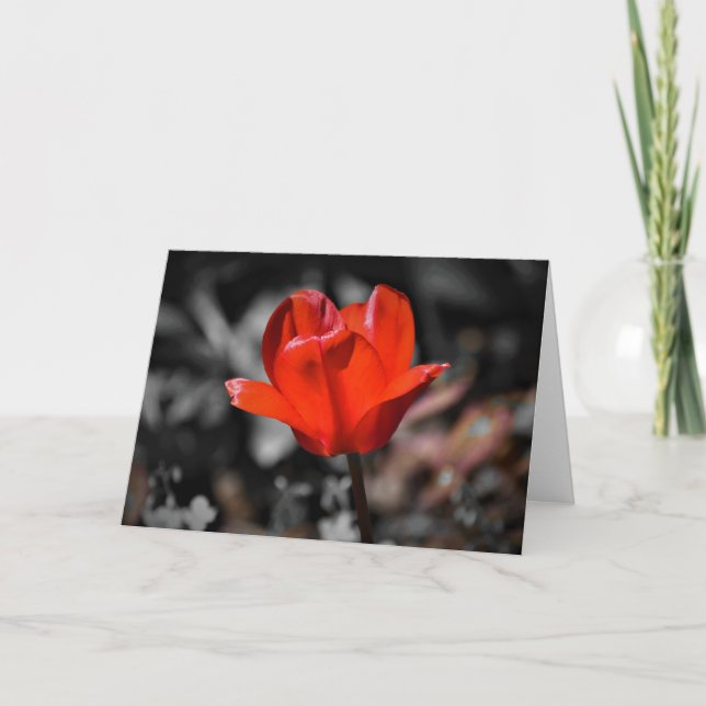 Tulipe rouge, carte (Devant)