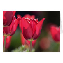 Tulipe rouge intense