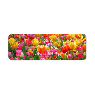 Tulipe rouge jaune rose