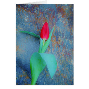 Tulipe rouge sur ardoise gris bleu