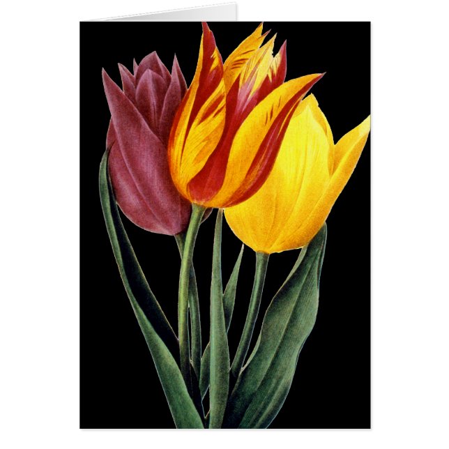 Tulipe (Tulipa Gesneriana) (Devant)