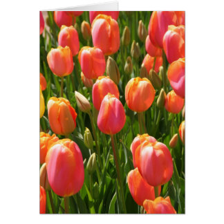 tulipes