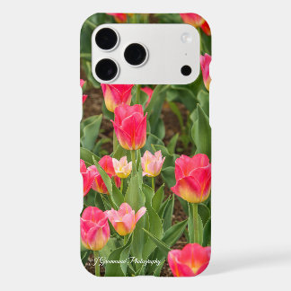 Tulipes