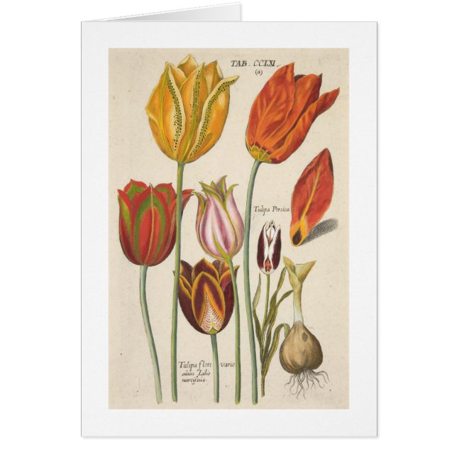 Tulipes (Devant)