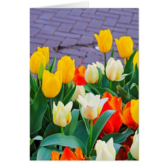 Tulipes (Devant)