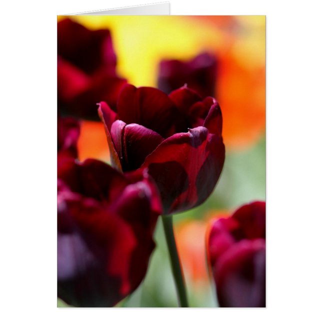 tulipes (Devant)