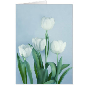 Tulipes