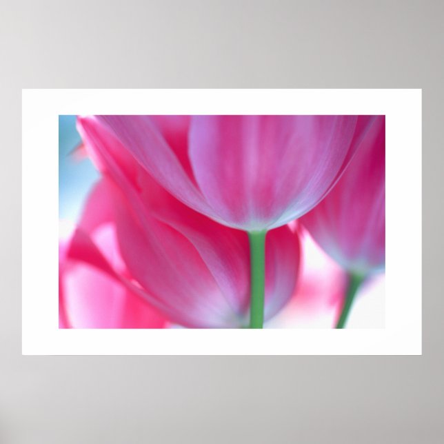 Tulipes #2 Poster (Devant)