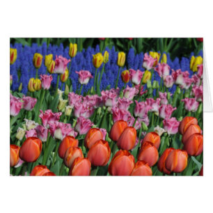 Tulipes à ressort colorées
