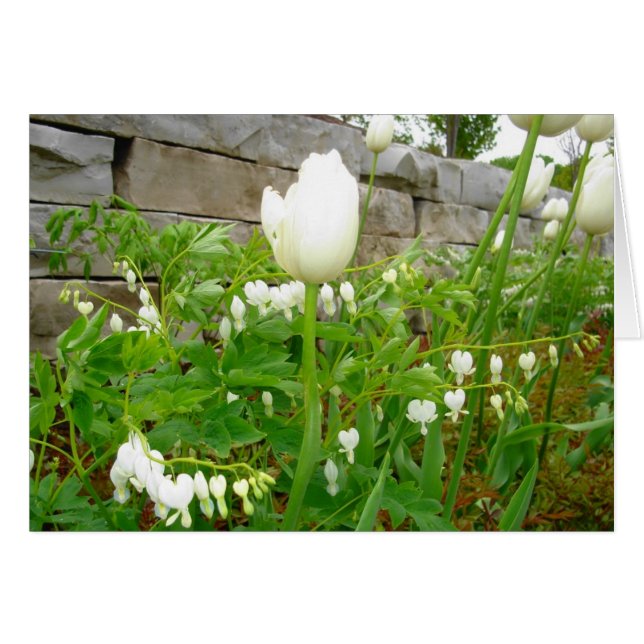 Tulipes blanches (Devant Horizontal)