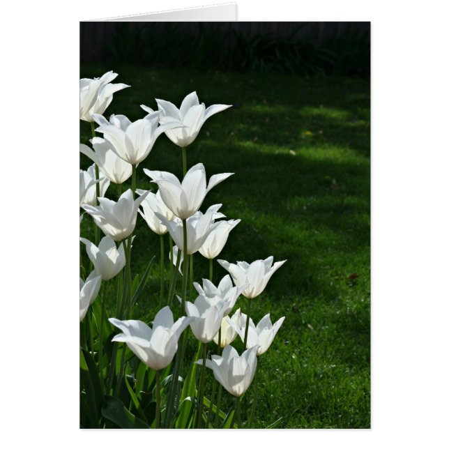 Tulipes blanches (Devant)