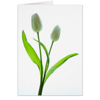 Tulipes blanches