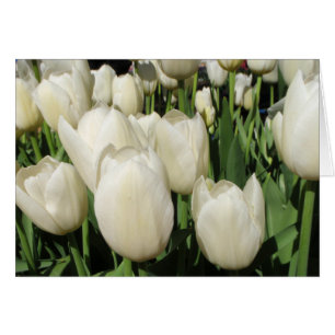tulipes blanches