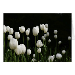 Tulipes blanches