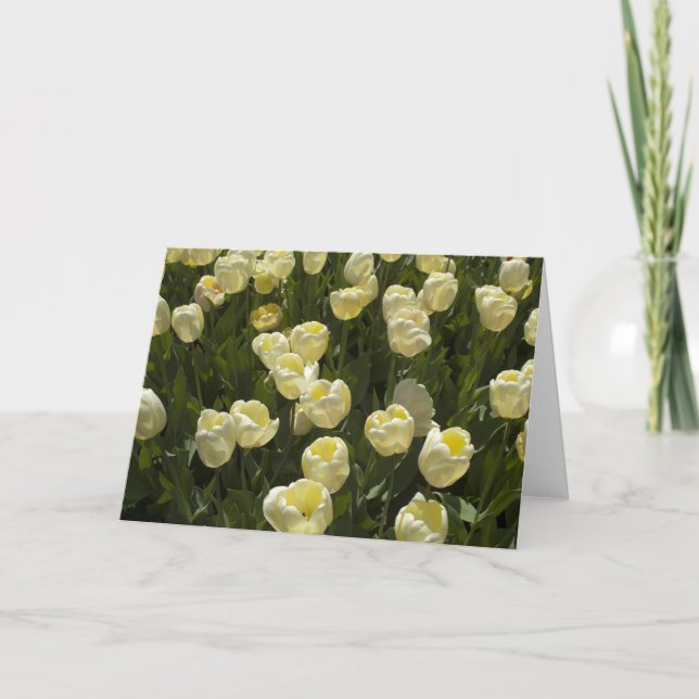 Tulipes blanches dans la carte de voeux Boston Gar (Devant)