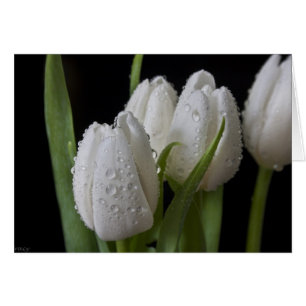 Tulipes blanches de bout