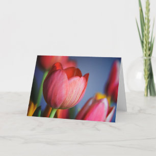 Tulipes • Carte de voeux
