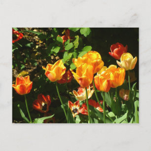 Tulipes Carte postale