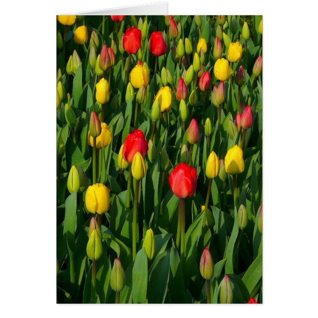 Tulipes colorées - Verticale (Devant)