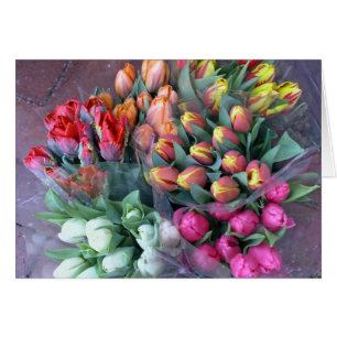 Tulipes d'Annapolis