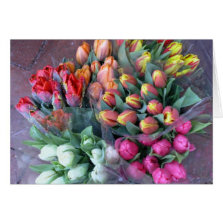 Tulipes d'Annapolis