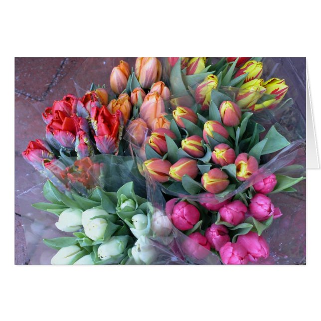 Tulipes d'Annapolis (Devant horizontal)