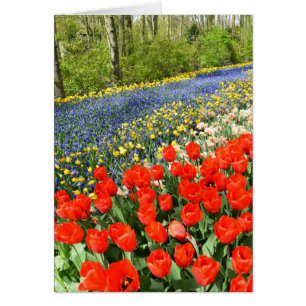 Tulipes dans les bois