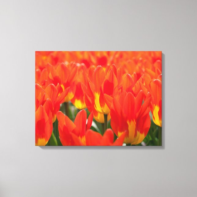 Tulipes D'Art En Toile (Recto)