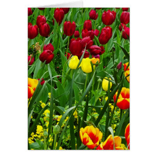 Tulipes de Canberra