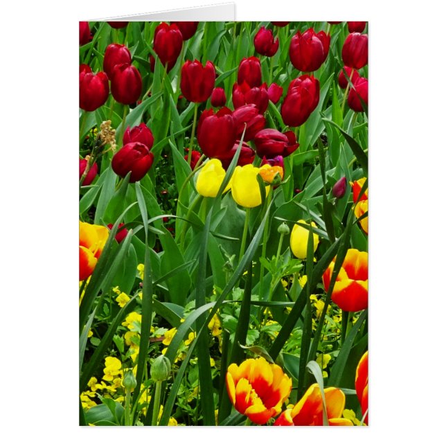 Tulipes de Canberra (Devant)