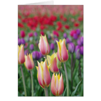 Tulipes de fond