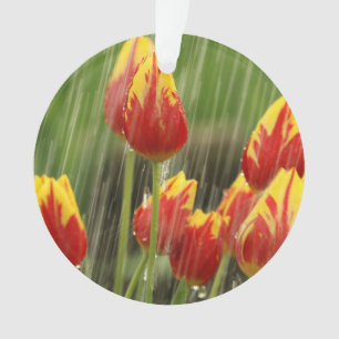 Tulipes de ressort