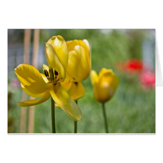 Tulipes dévoilant