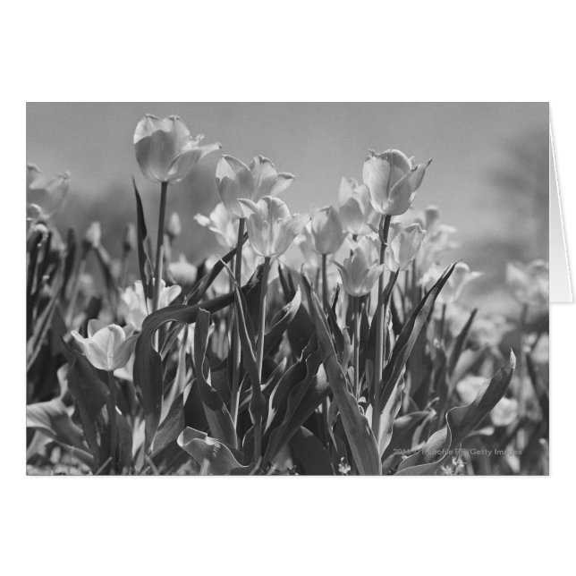 Tulipes en fleurs (Devant horizontal)