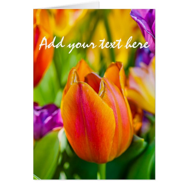 Tulipes Enchantant (Devant)