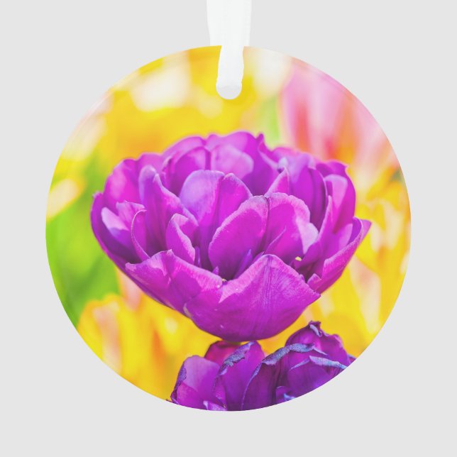 Tulipes Enchanter 15 (dos)