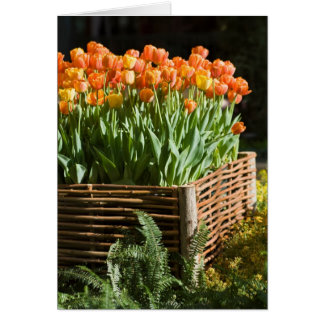 Tulipes florissantes